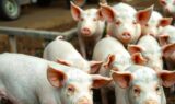 pig farm in gunter tx