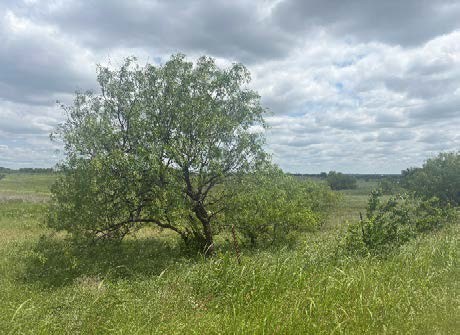 Open pasture with a lone tree under a cloudy sky on the undeveloped Platinum Ranch land in Gunter TX
