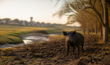 A feral hog at the edge of a rooted North Texas pasture, with new rooftops and a water tower on the horizon at golden hour.