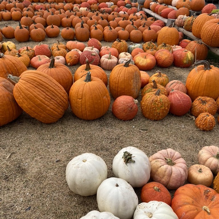 Rows of orange and white pumpkins on the ground at the Big Orange Pumpkin Farm at Preston Trail Farms in Gunter