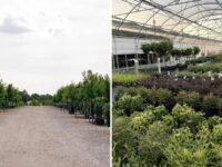 Treeland Nursery in Gunter, TX: a gravel lane between rows of container trees, and a greenhouse full of potted shrubs