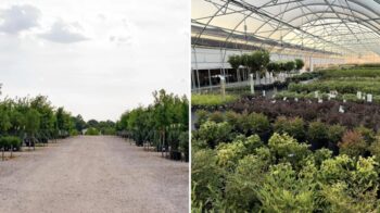 Treeland Nursery in Gunter, TX: a gravel lane between rows of container trees, and a greenhouse full of potted shrubs