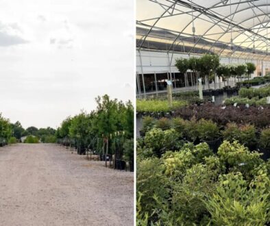 Treeland Nursery in Gunter, TX: a gravel lane between rows of container trees, and a greenhouse full of potted shrubs