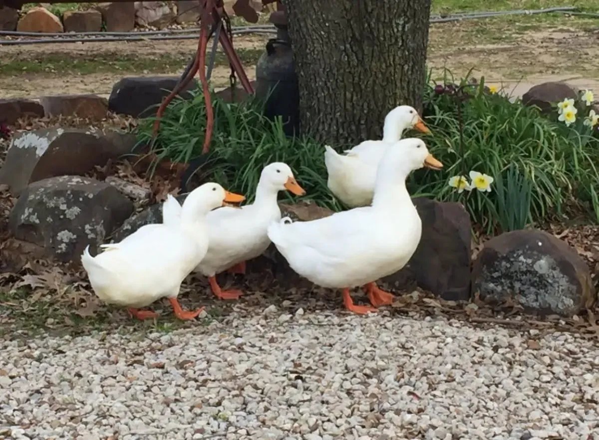 Four white ducks walking on a gravel path beside a rock-edged flower bed at Treeland Nursery in Gunter
