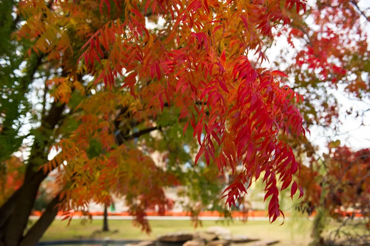 Tree branches with red, orange and yellow fall leaves, from Treeland Nursery's guide to North Texas fall color trees