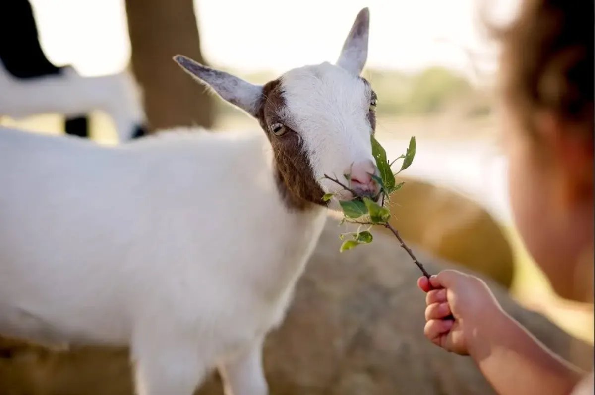 A child holds out a leafy sprig to a white goat with a brown face on the Treeland Nursery farm